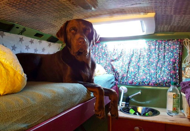 Hund im VW Bus 