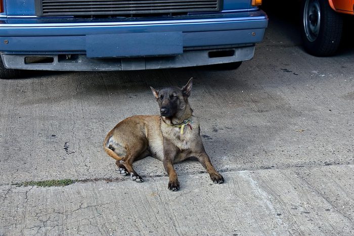 Hund im VW Bus Kaufberatung